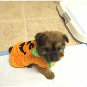 Meet your Posher, Massimo